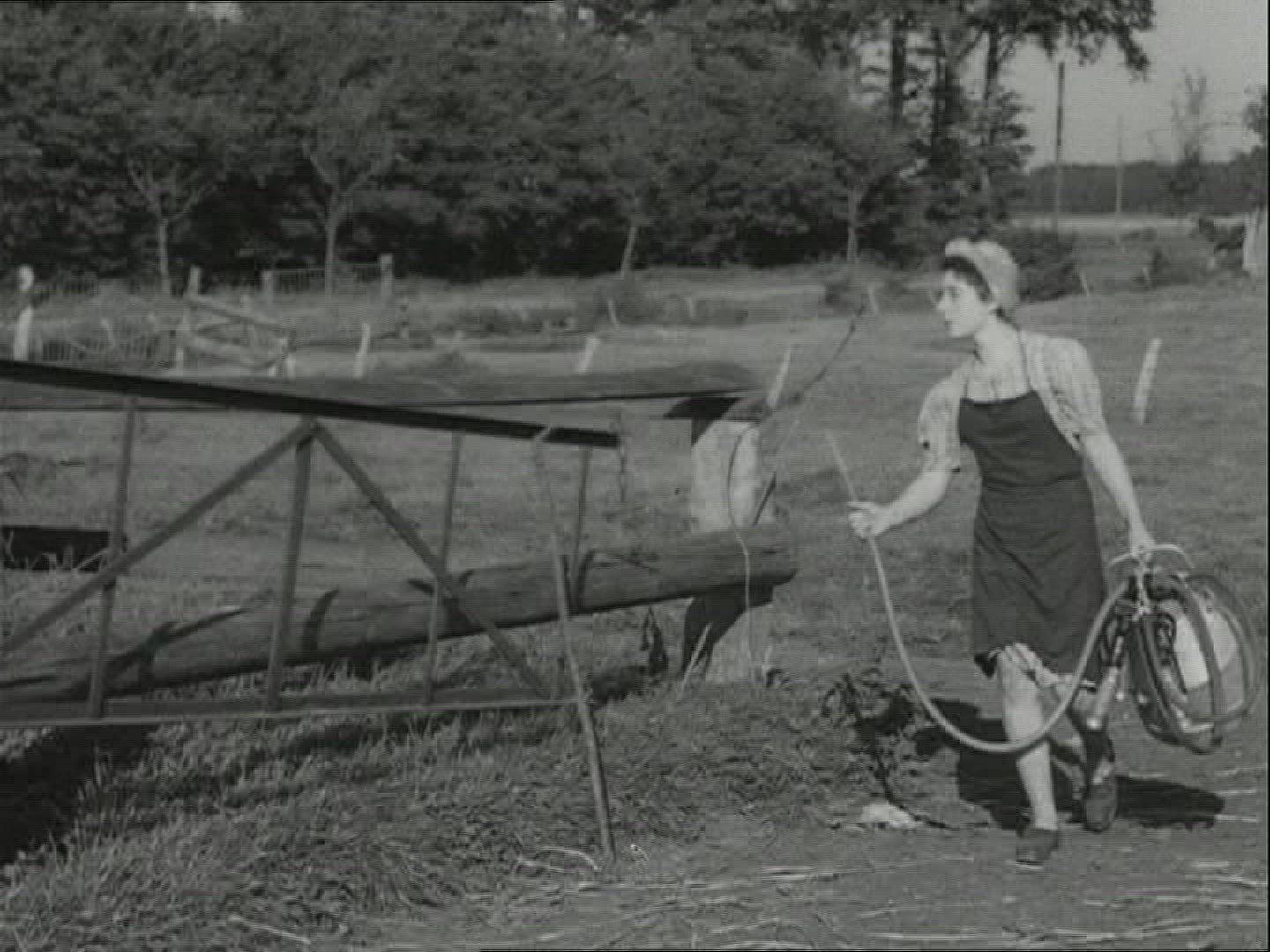 323641130 / Cow / Livestock Farming / 1940-1949 / Europe
