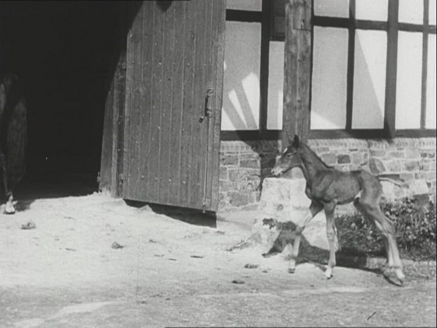 530267383 / Horse / Stud Farm Erlenhof / 1940-1949 / Germany