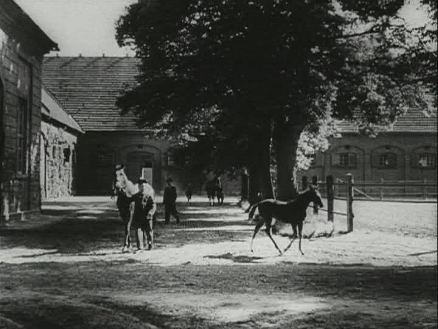 701816996 / Horse / Stud Farm Erlenhof / 1940-1949 / Germany