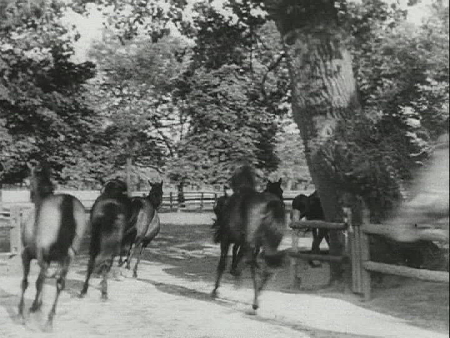 463944438 / Horse / Stud Farm Erlenhof / 1940-1949 / Germany