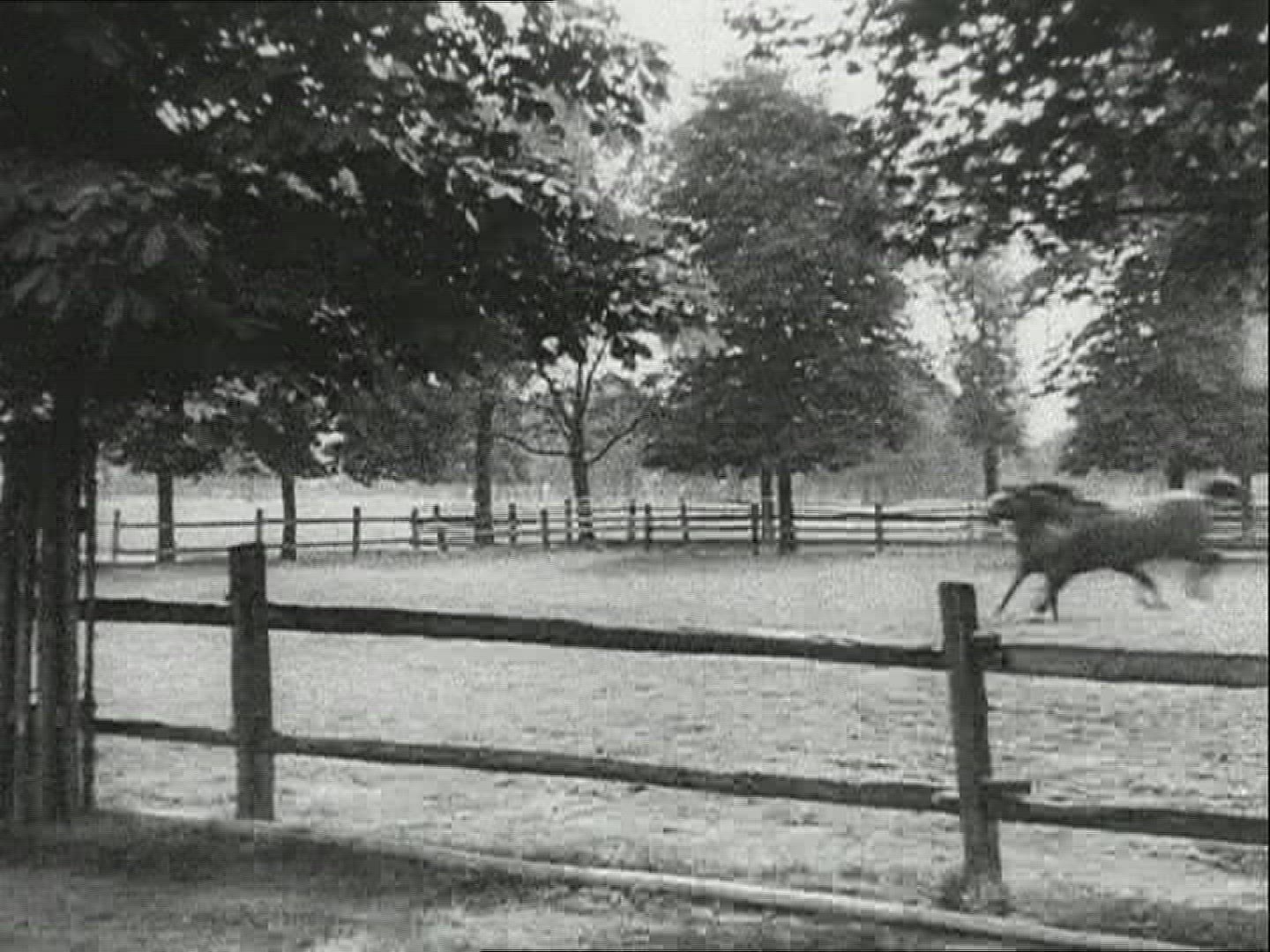 659712374 / Horse / Stud Farm Erlenhof / 1940-1949 / Germany