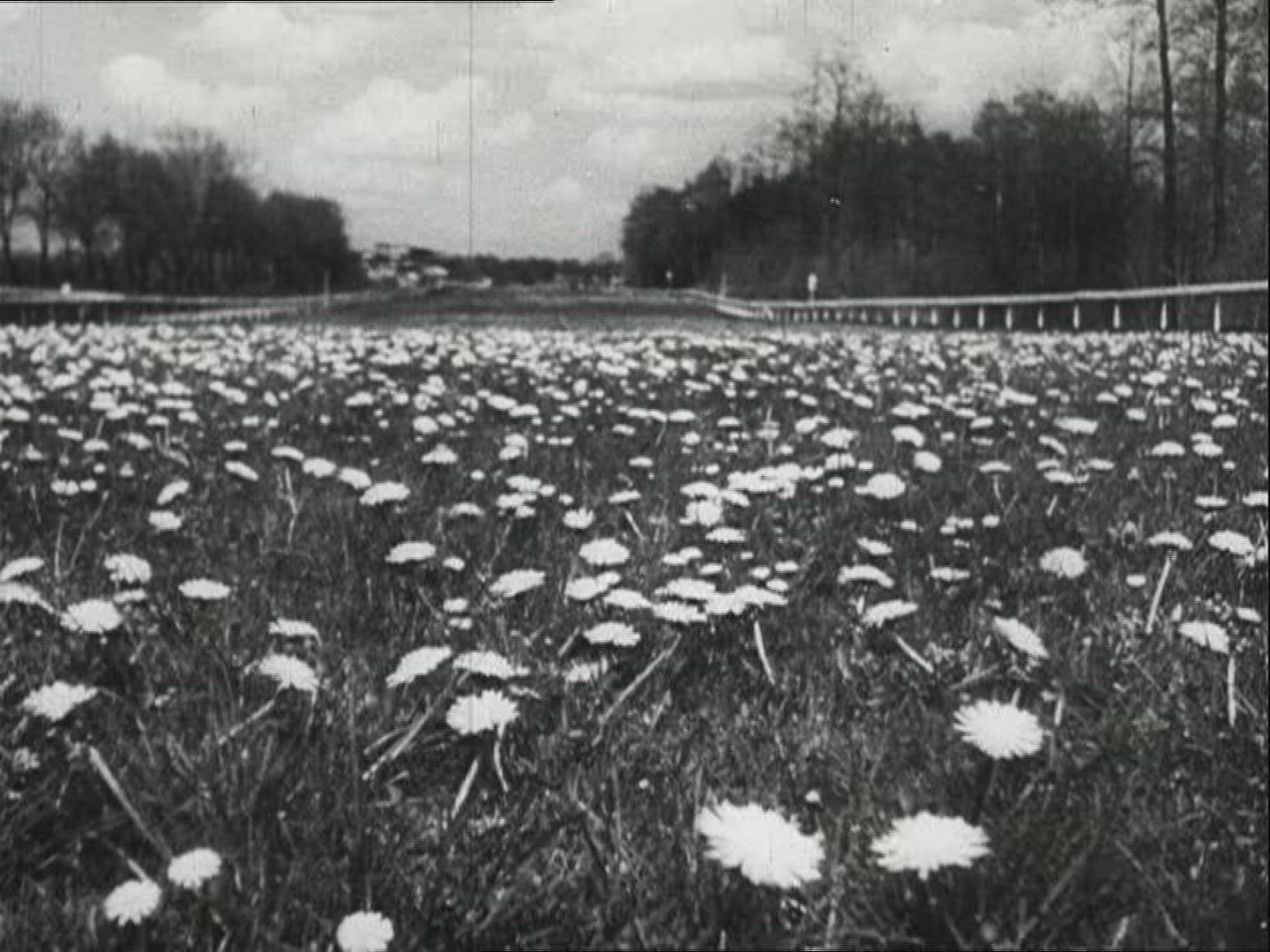 683868733 / Horse / Stud Farm Erlenhof / 1940-1949 / Germany