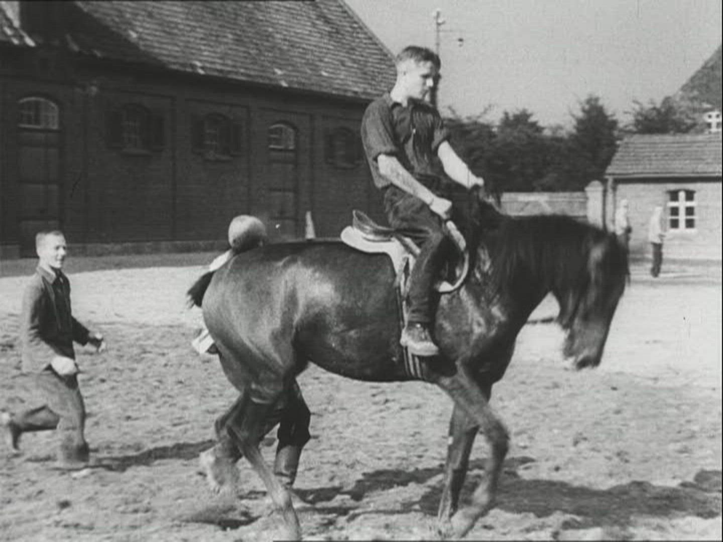 334795144 / Horse / Stud Farm Erlenhof / 1940-1949 / Germany