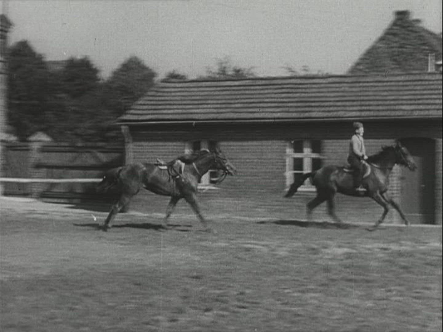 892341229 / Horse / Stud Farm Erlenhof / 1940-1949 / Germany