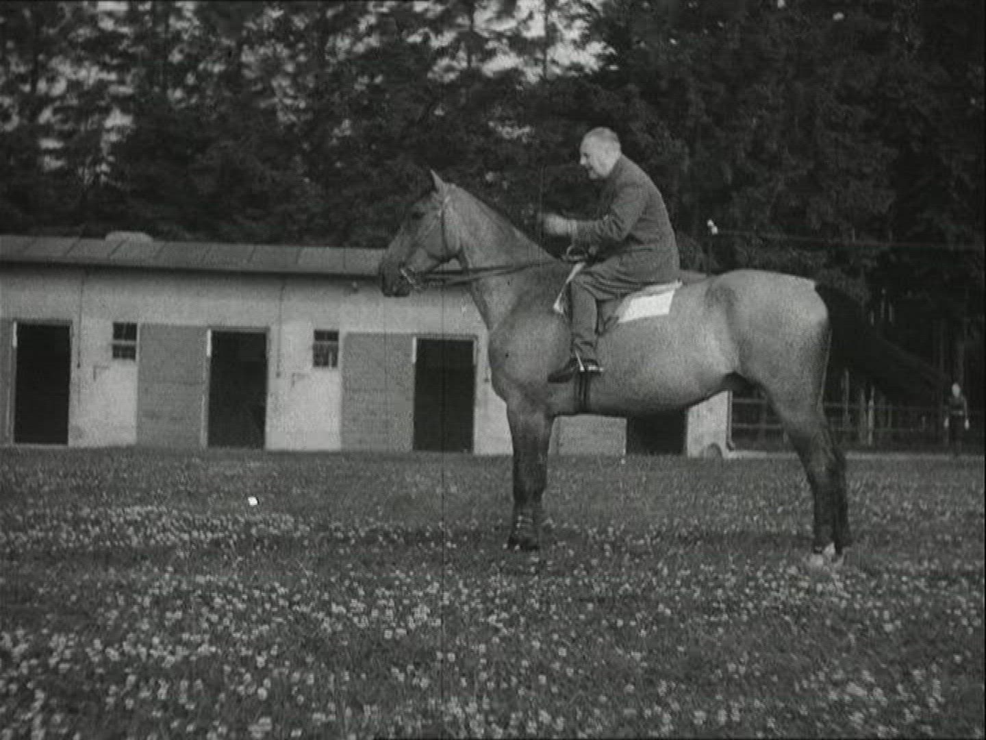 809605837 / Horse / Stud Farm Erlenhof / 1940-1949 / Germany
