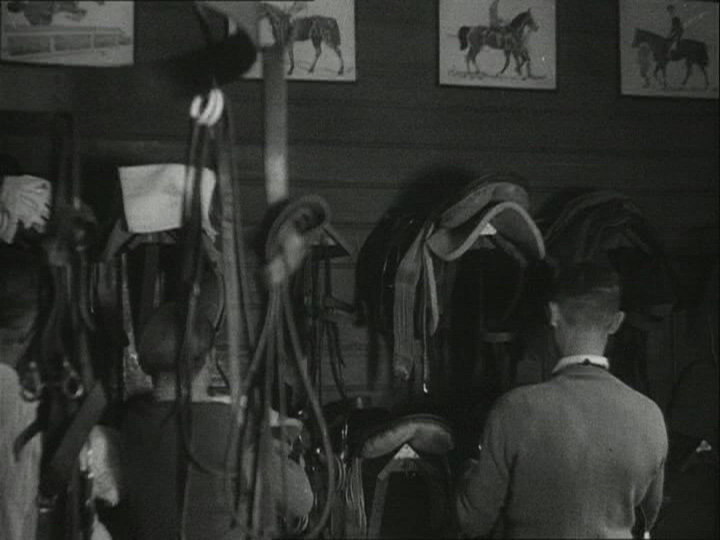 346272964 / Horse / Stud Farm Erlenhof / 1940-1949 / Germany