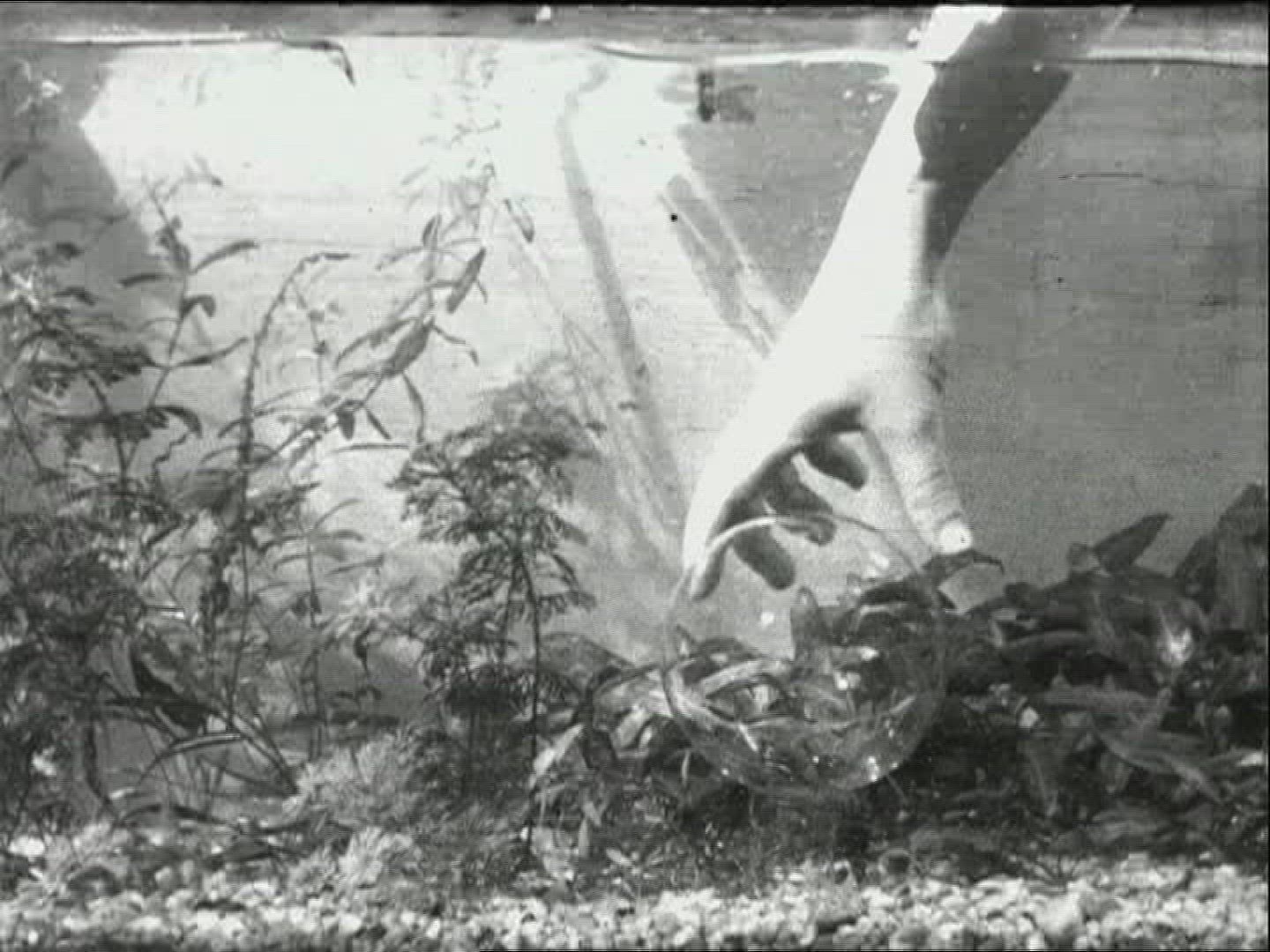 519480859 / Hot Air Balloon / Historical Footage 519480859 / Hot Air Balloon / Historical Footage