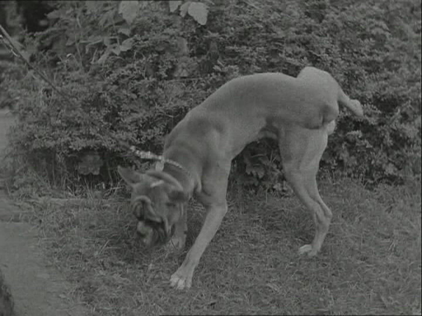 412373441 / Dog / Germany / 1950-1959