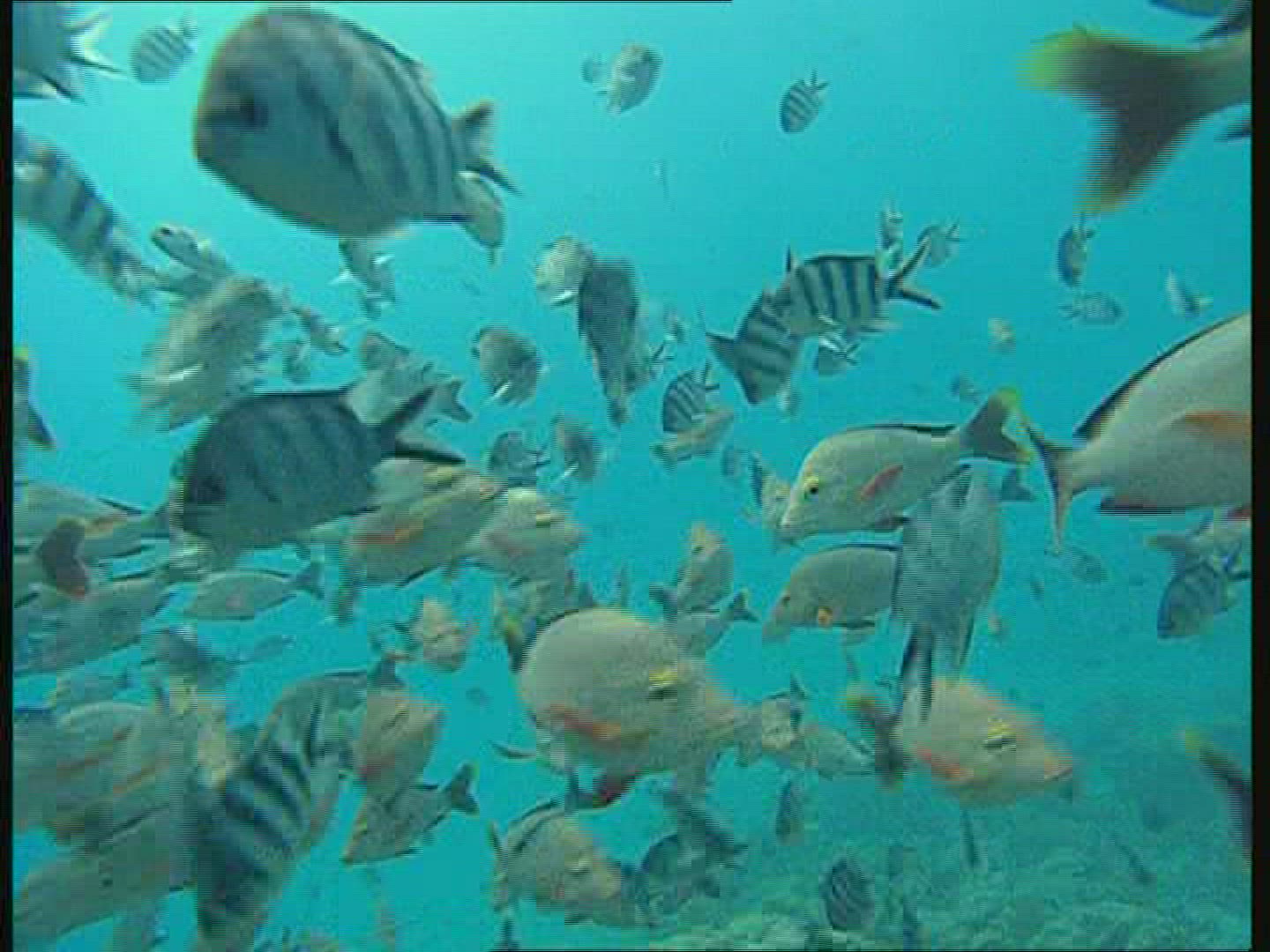 822782246 / Snapper / Polynesia