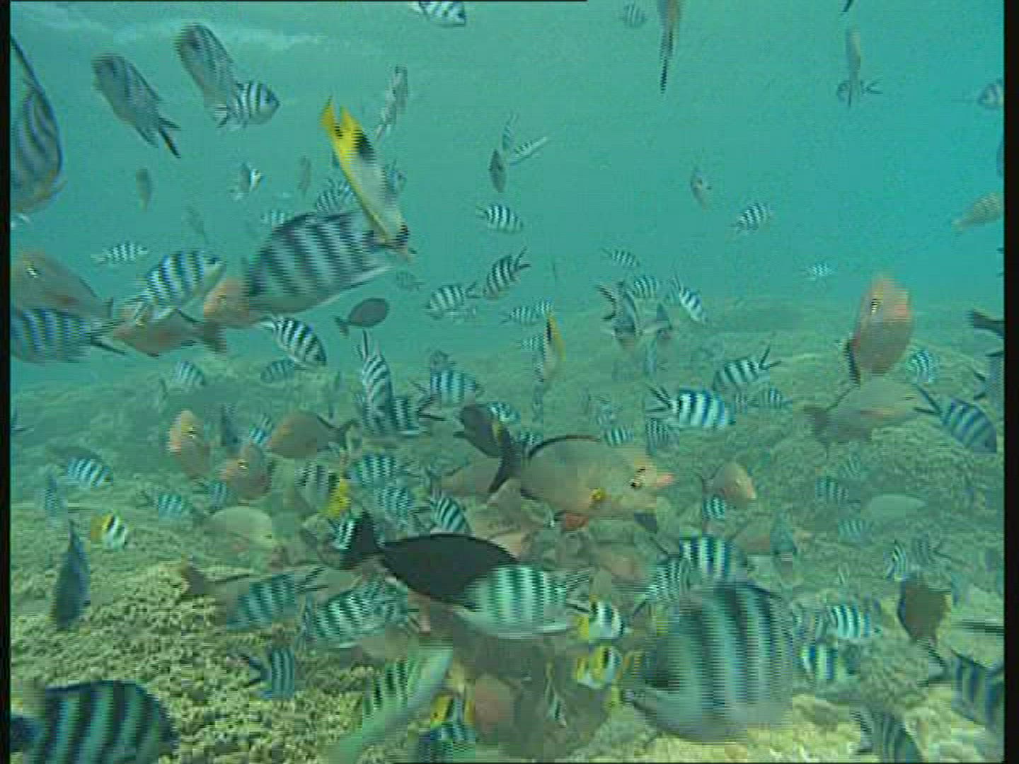248976743 / Snapper / Polynesia