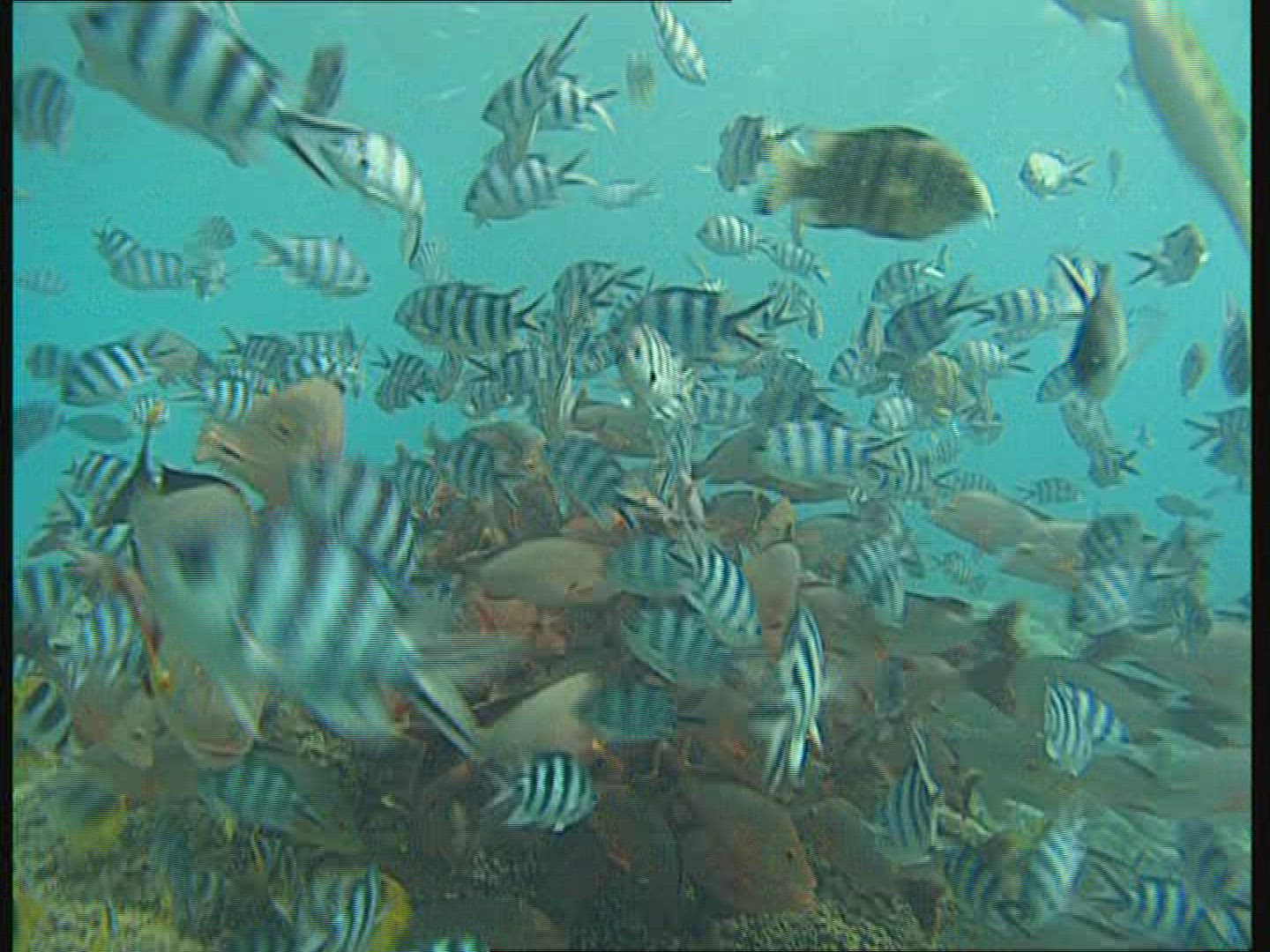 898538061 / Snapper / Polynesia
