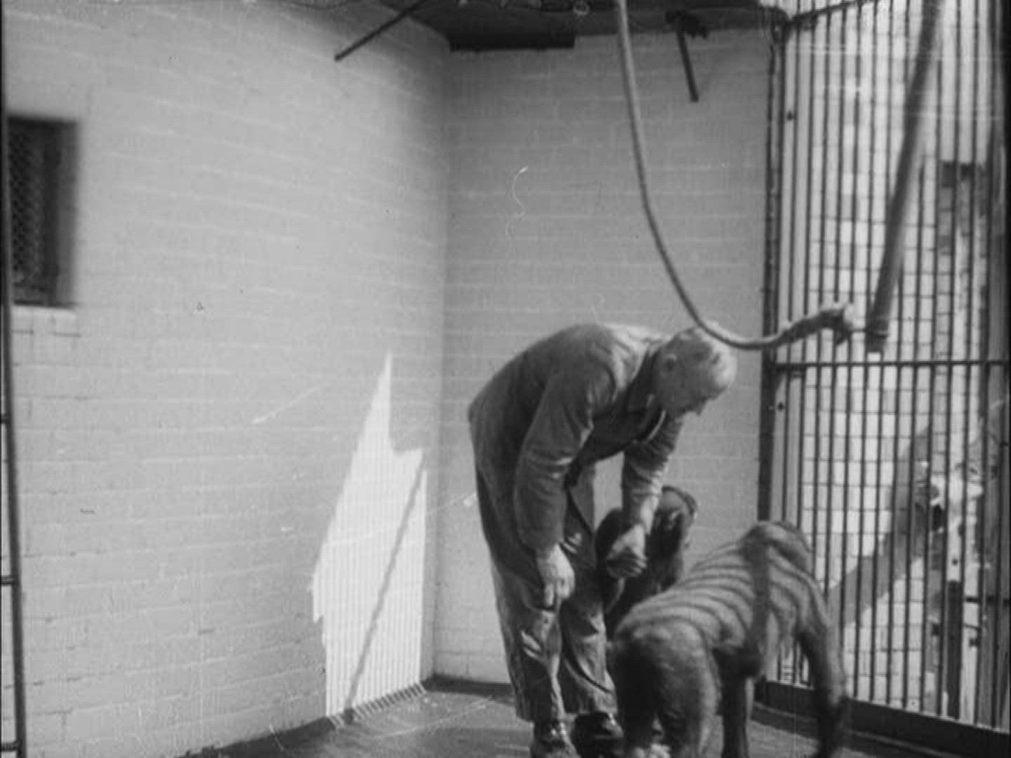 309466531 / Feat / Animal Training / Animal / Germany / 1950-1959