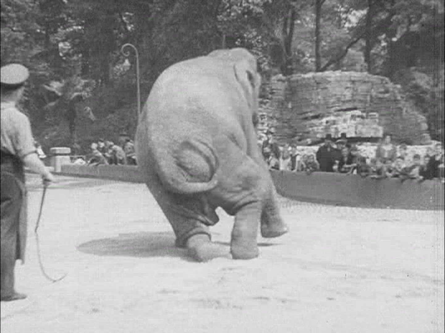 983145714 / Elephant / Feat / Circus / Germany / 1950-1959