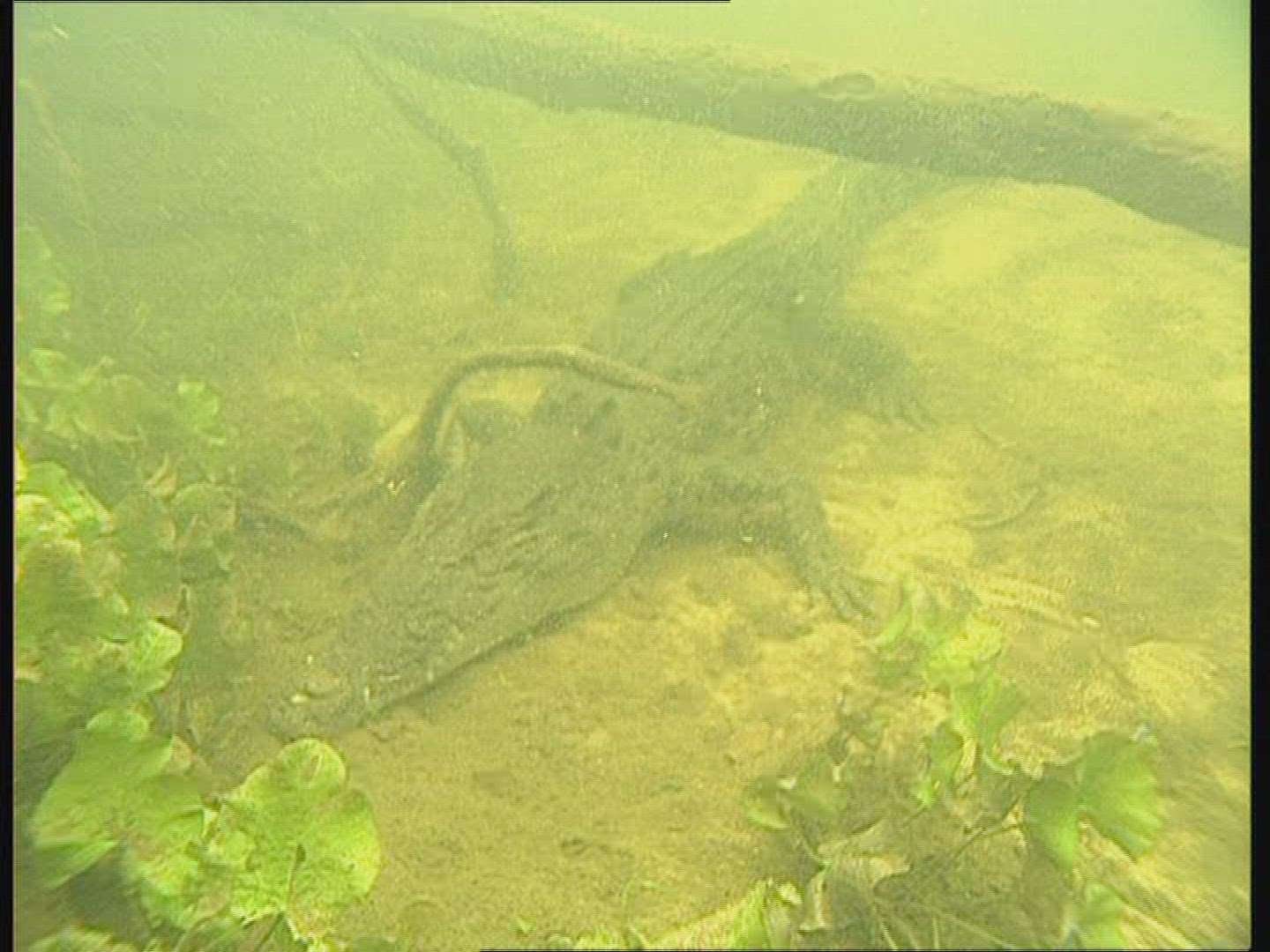 426763796 / Saltwater Crocodile / Underwater Shot / Australia