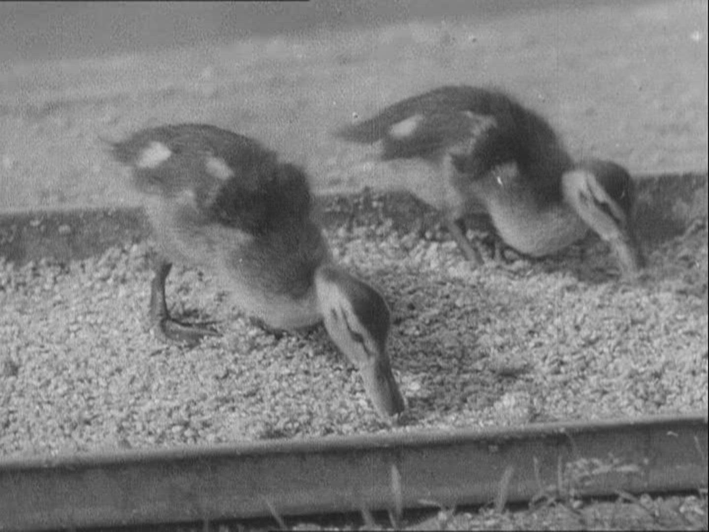 354003304 / Zoo / 1936 / Berlin / Germany