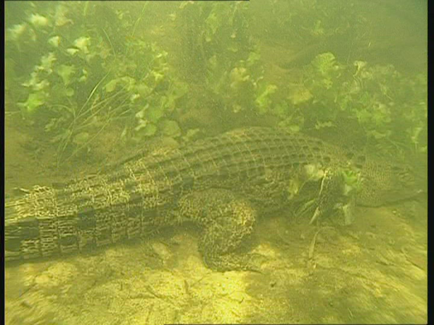 278580820 / Saltwater Crocodile / Underwater Shot / Australia