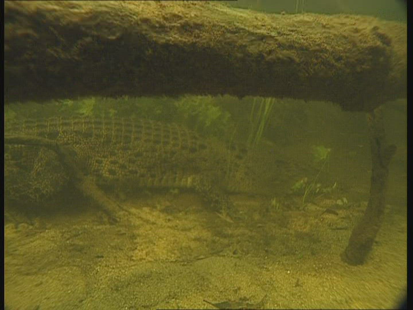 999091841 / Saltwater Crocodile / Moving / Australia