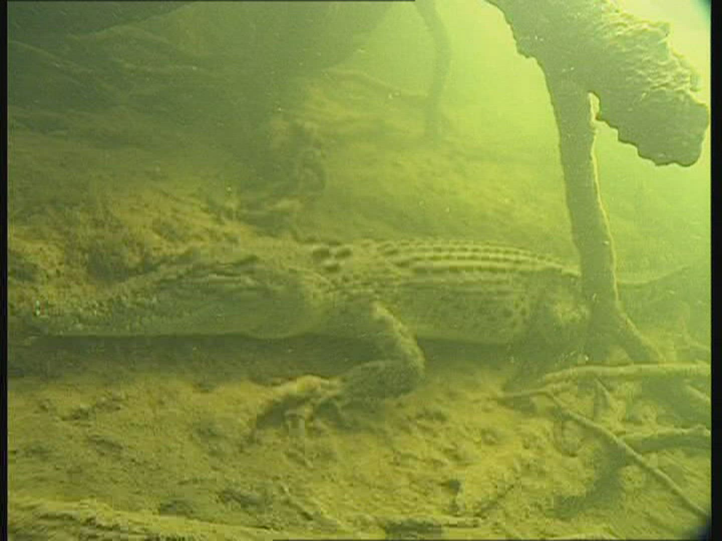 120571738 / Saltwater Crocodile / Underwater Shot / Australia