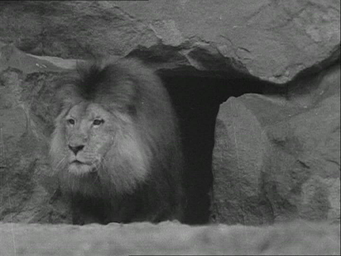 899963040 / Zoo / 1936 / Berlin / Germany