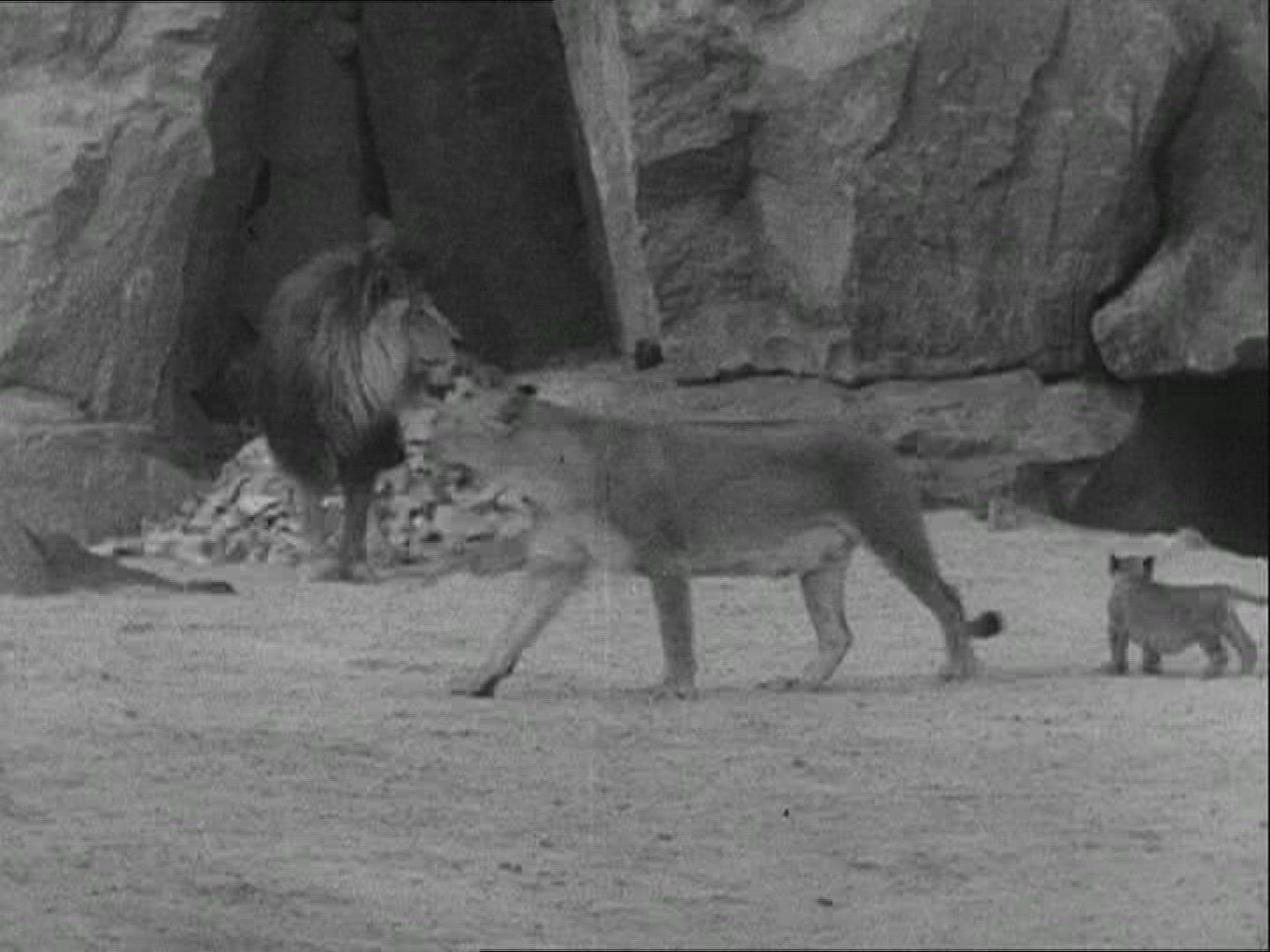 473937957 / Zoo / 1936 / Berlin / Germany