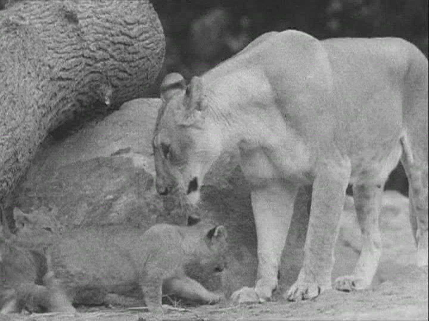 446414064 / Zoo / 1936 / Berlin / Germany