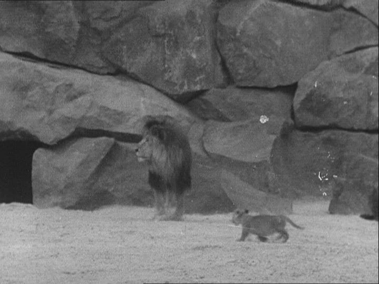 648165416 / Zoo / 1936 / Berlin / Germany