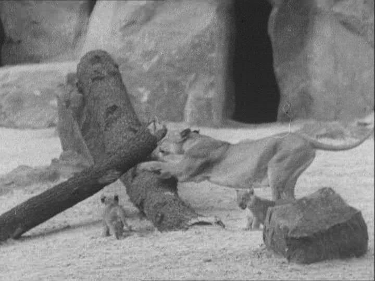 154410168 / Zoo / 1936 / Berlin / Germany