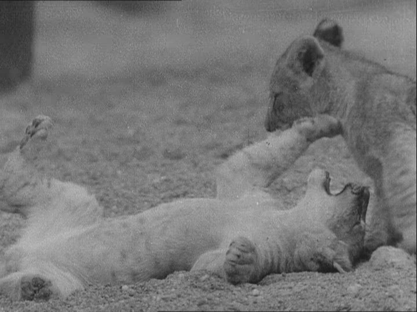 694776171 / Zoo / 1936 / Berlin / Germany