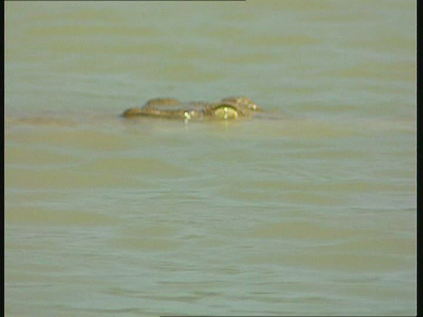 384680858 / Saltwater Crocodile / Australia