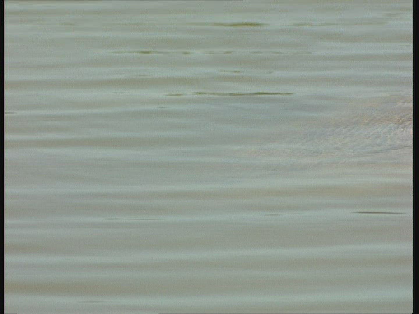 624907620 / Saltwater Crocodile / Moving / Australia