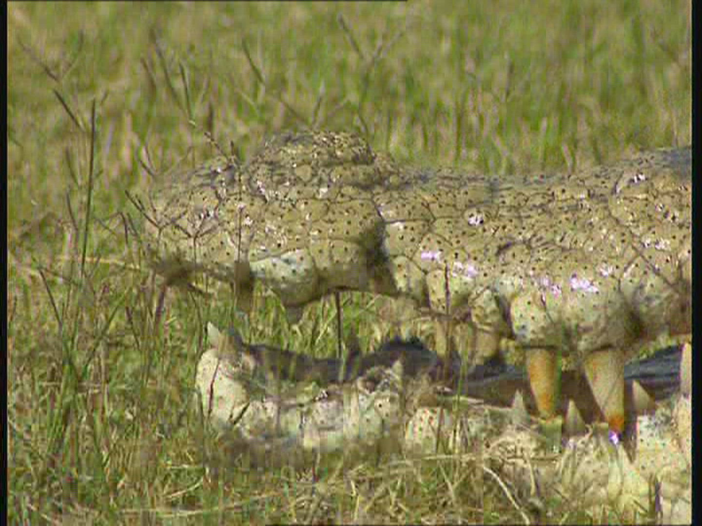 327238156 / Saltwater Crocodile / Australia