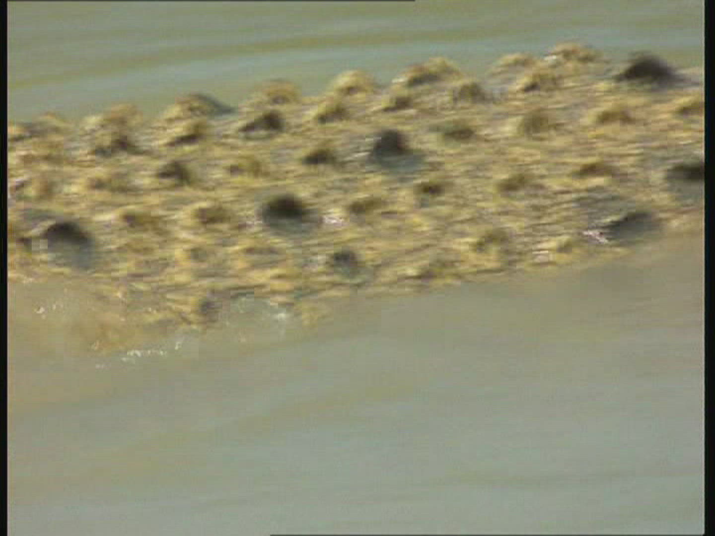 729651829 / Saltwater Crocodile / Moving / Australia