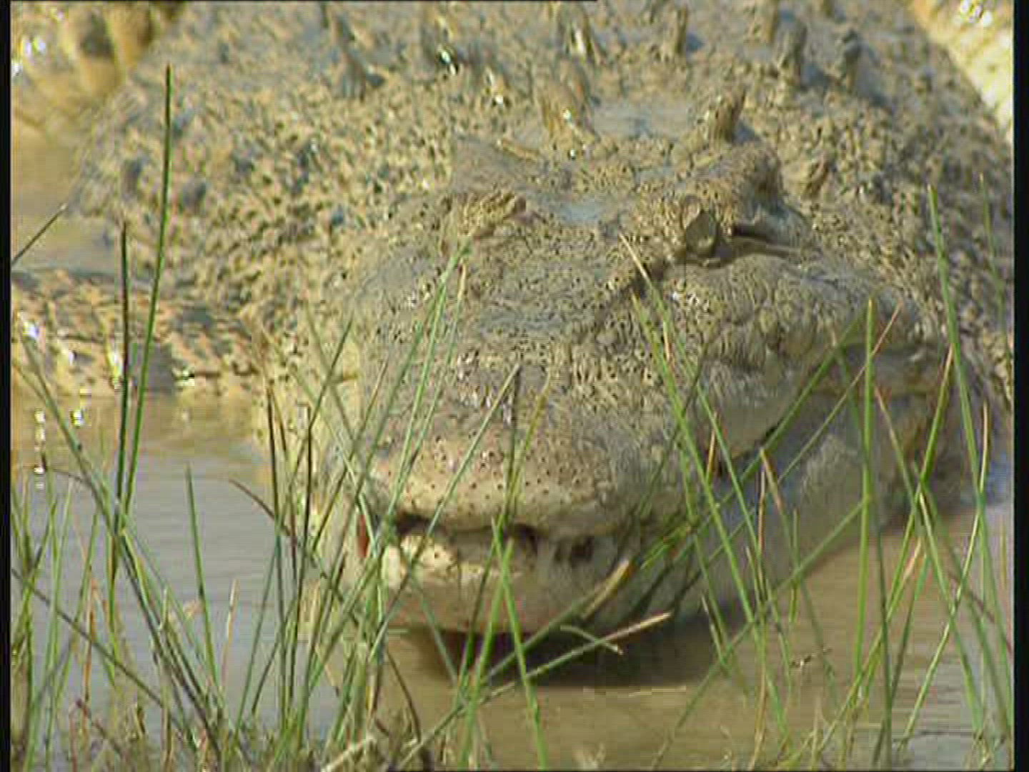 907073435 / Saltwater Crocodile / Moving / Australia