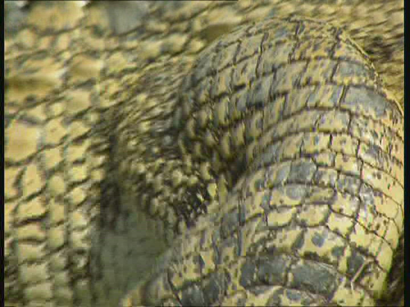374956647 / Saltwater Crocodile / Moving / Australia