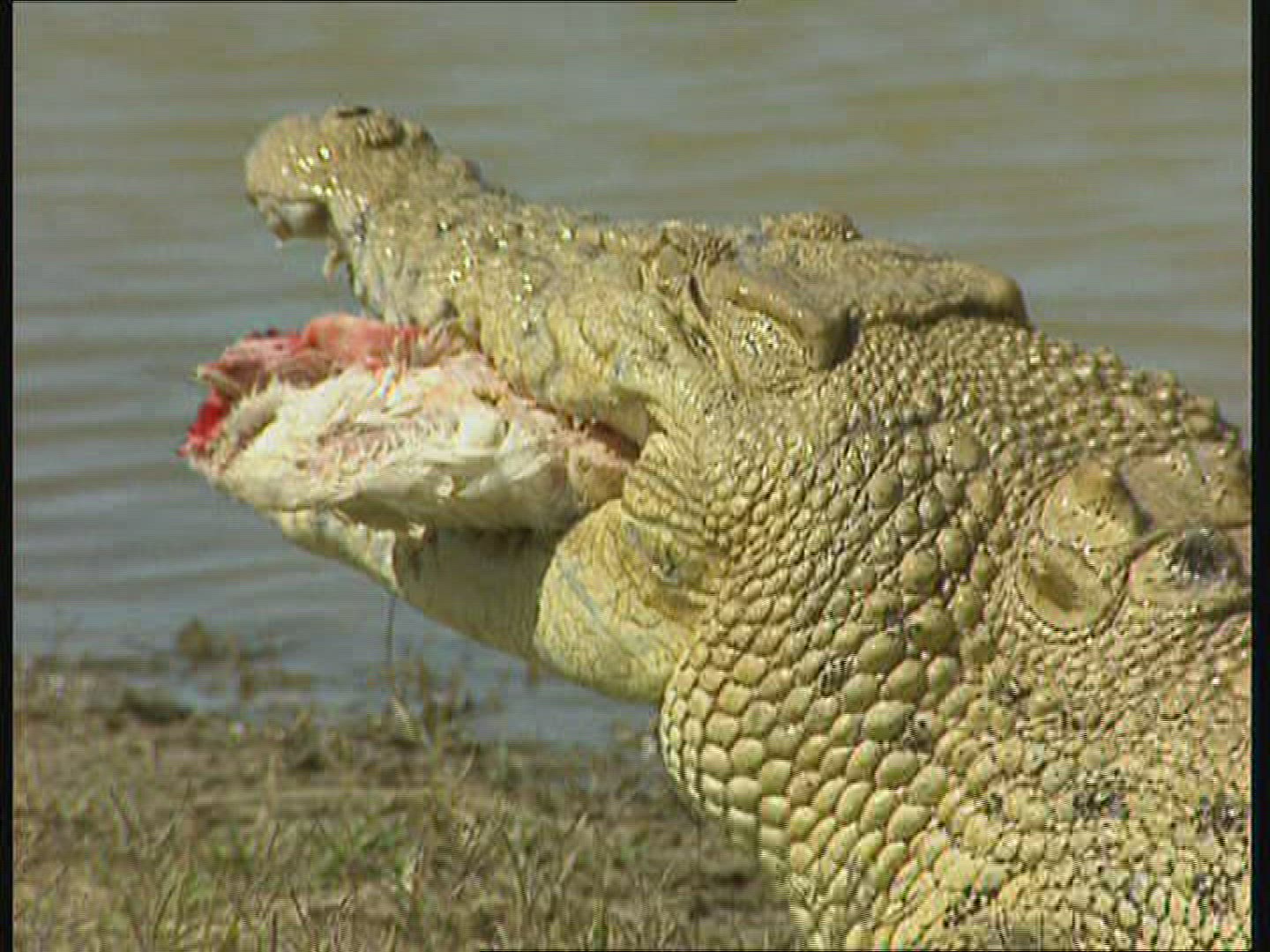 966715646 / Saltwater Crocodile / Australia