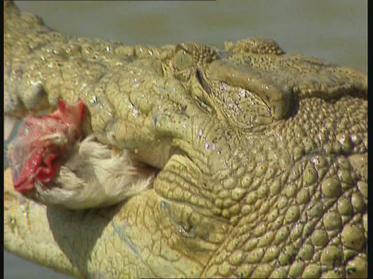 967838835 / Saltwater Crocodile / Australia