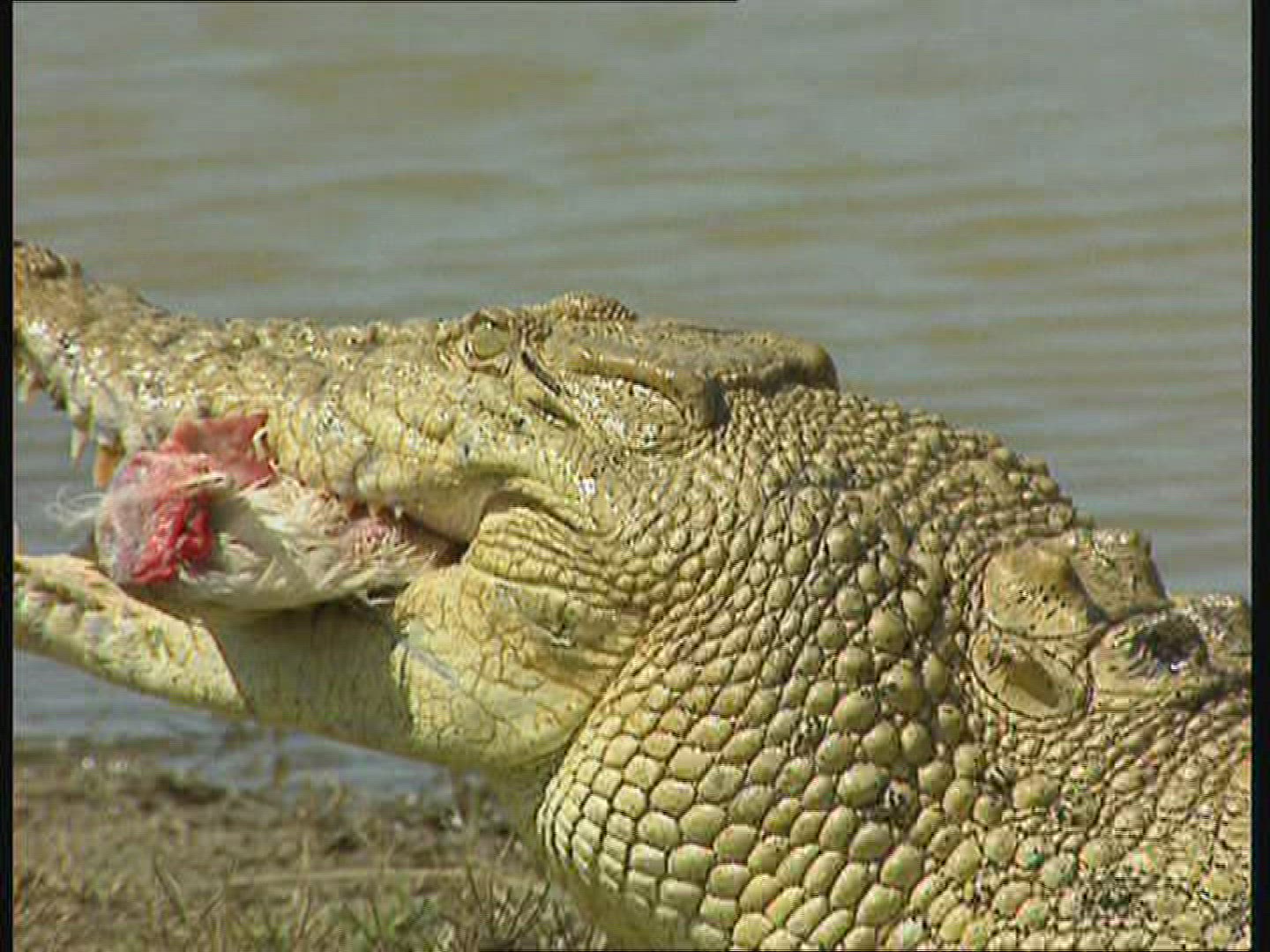 919810970 / Saltwater Crocodile / Australia