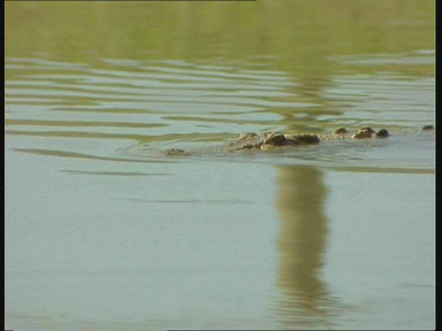 275560077 / Saltwater Crocodile / Moving / Australia