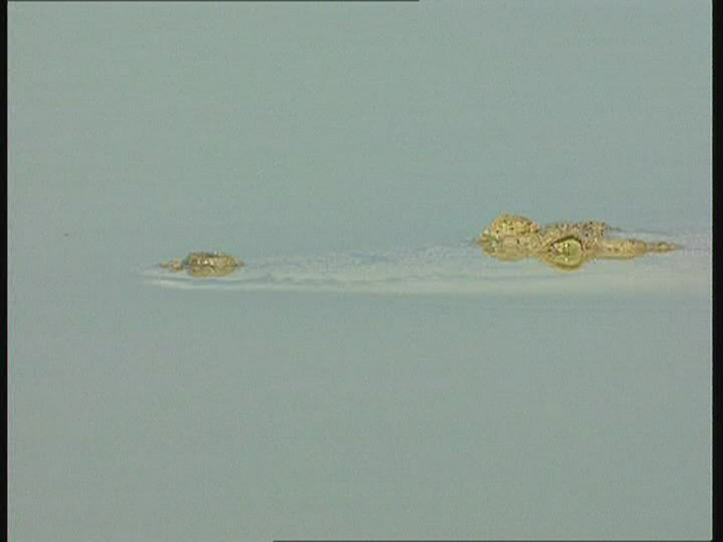 165968571 / Saltwater Crocodile / Australia