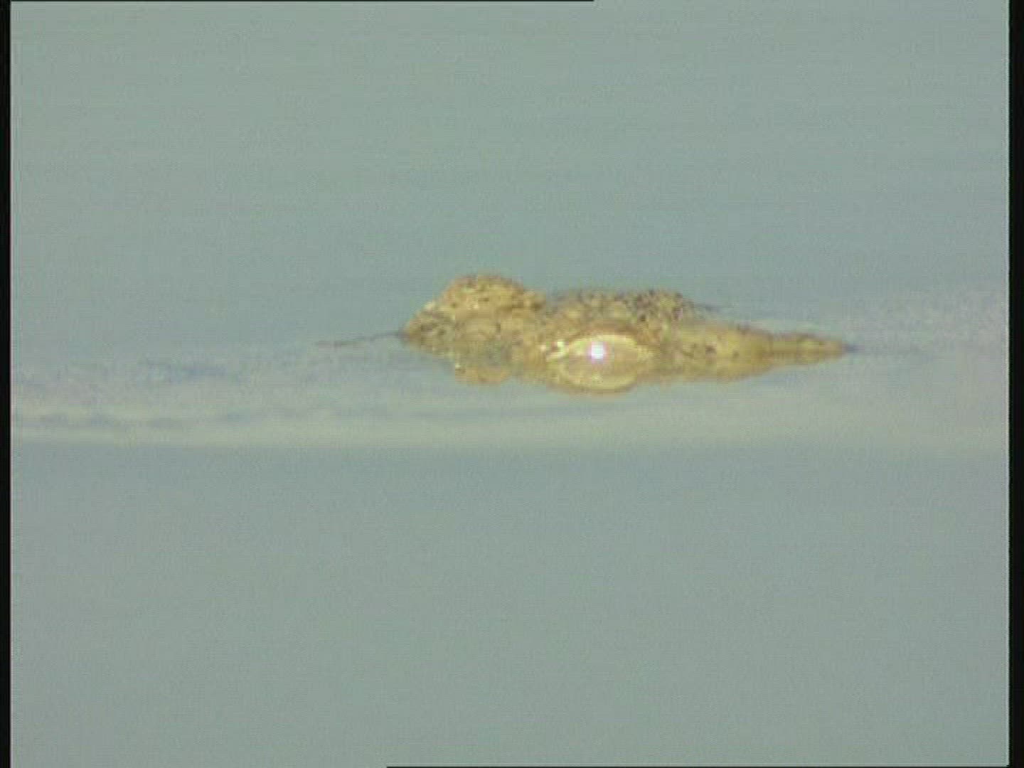 876688711 / Saltwater Crocodile / Australia