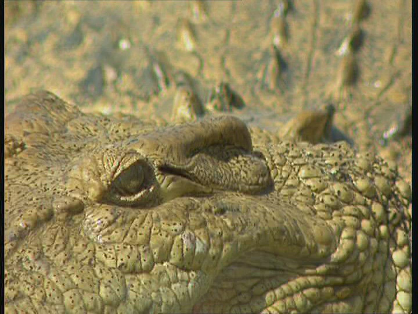 438653249 / Saltwater Crocodile / Body Part / Australia