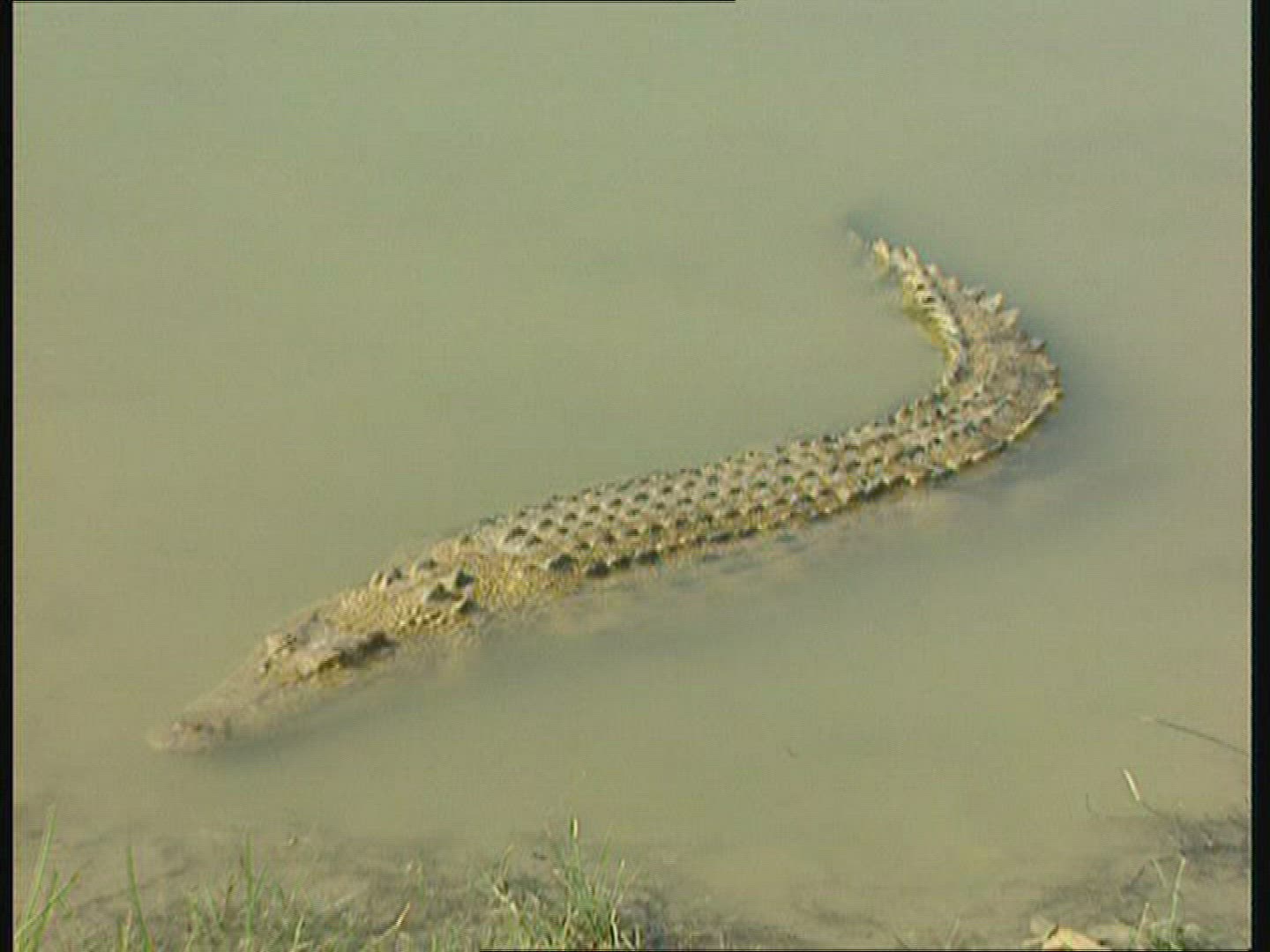 953494638 / Saltwater Crocodile / Moving / Australia