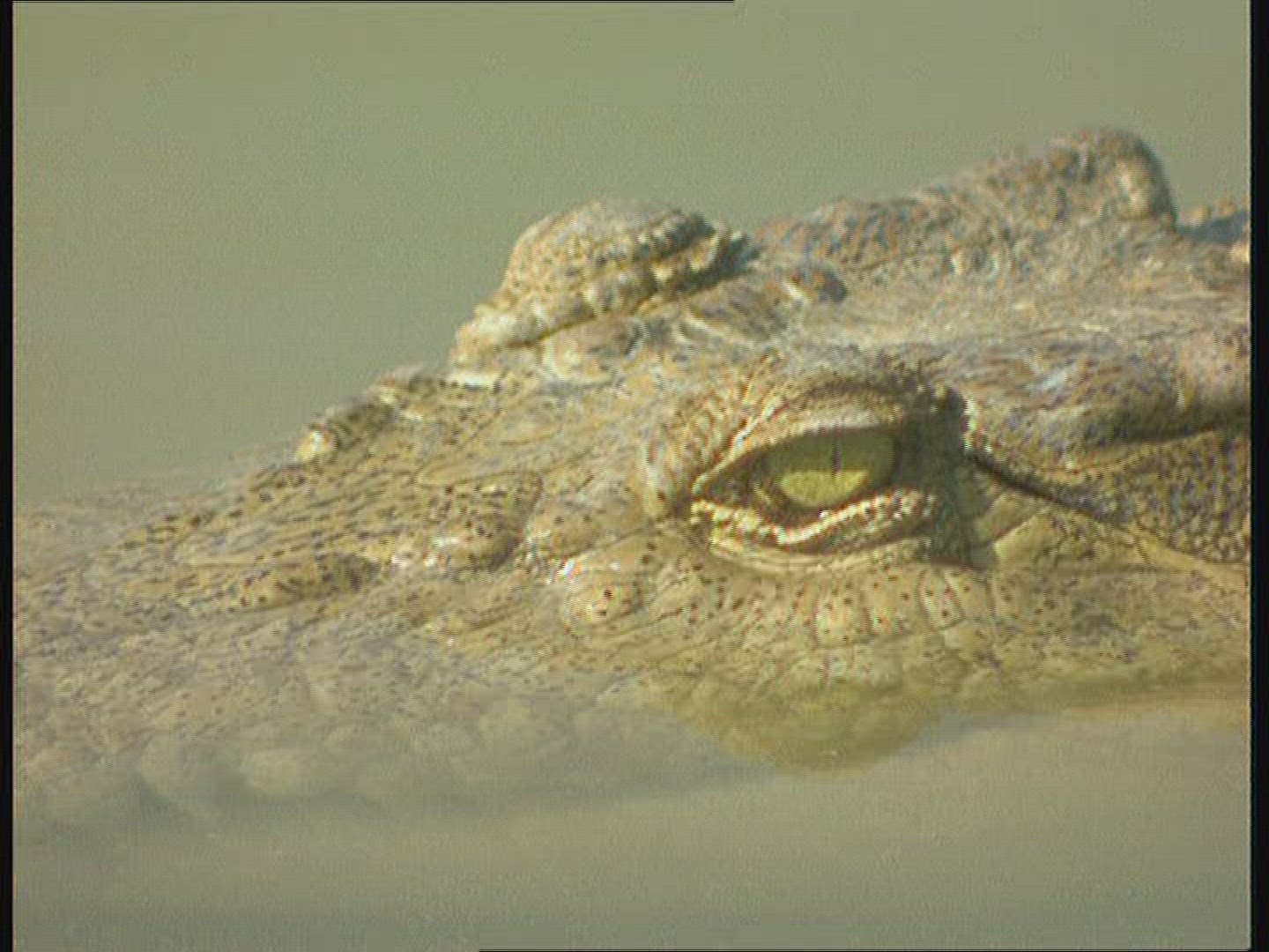 614984941 / Saltwater Crocodile / Body Part / Australia