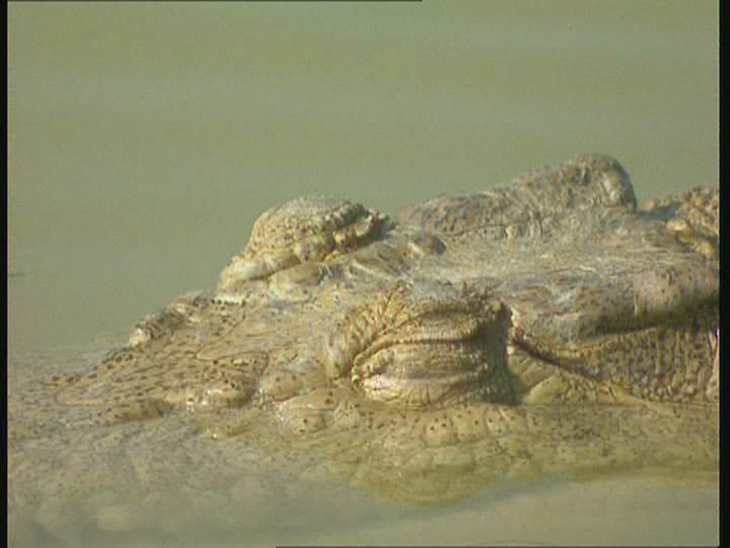 998120356 / Saltwater Crocodile / Body Part / Australia