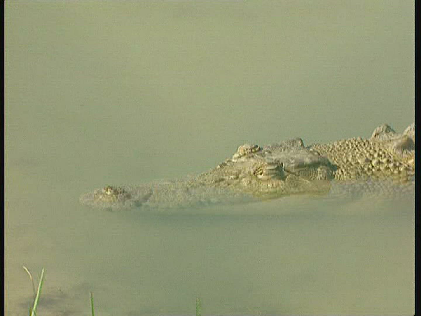 685069867 / Saltwater Crocodile / Australia