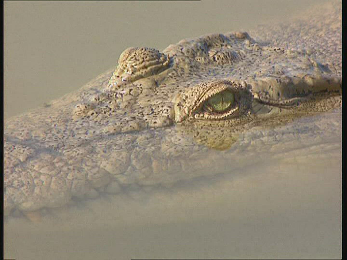 103548073 / Saltwater Crocodile / Body Part / Australia