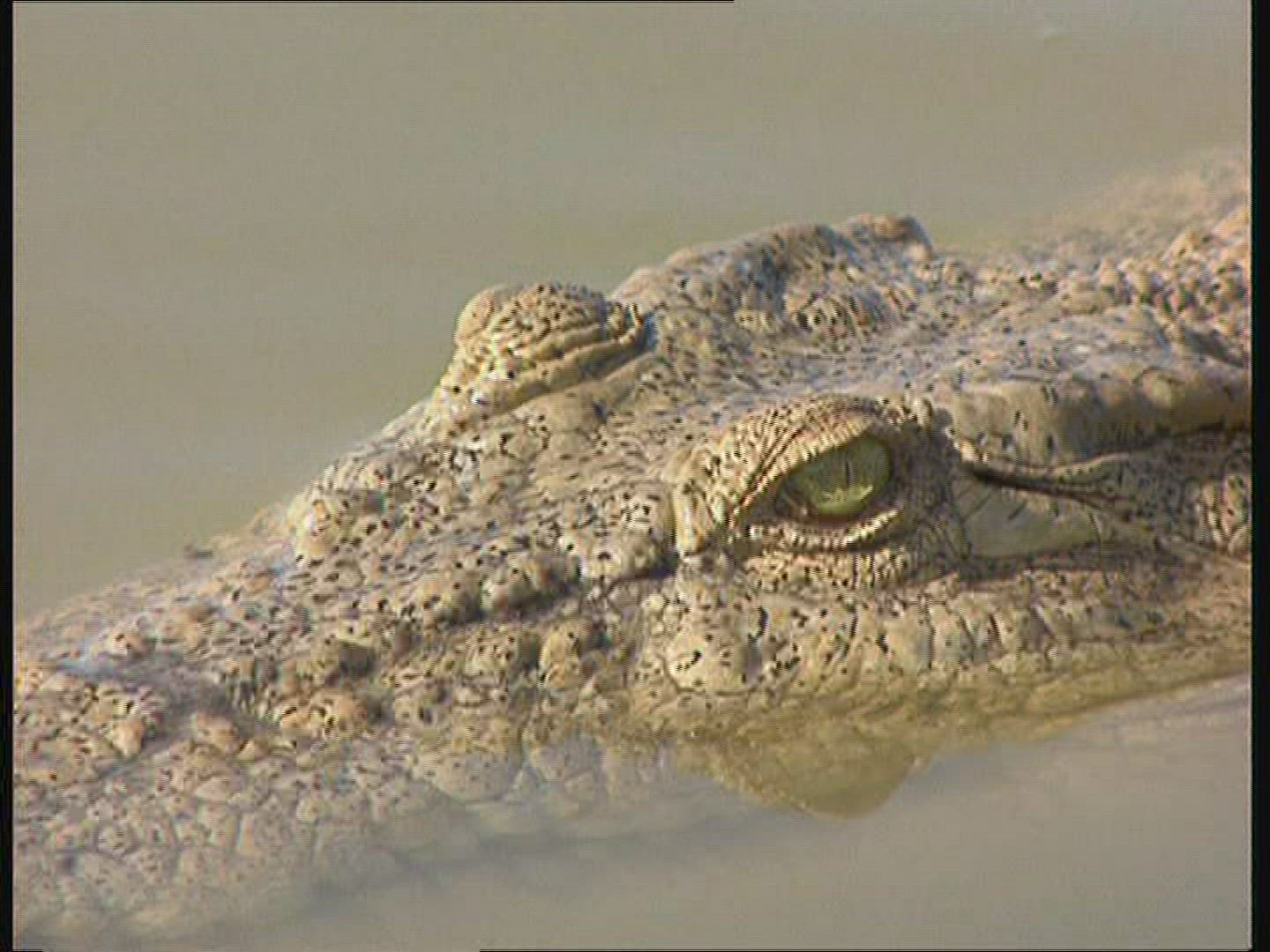 763895516 / Saltwater Crocodile / Body Part / Australia