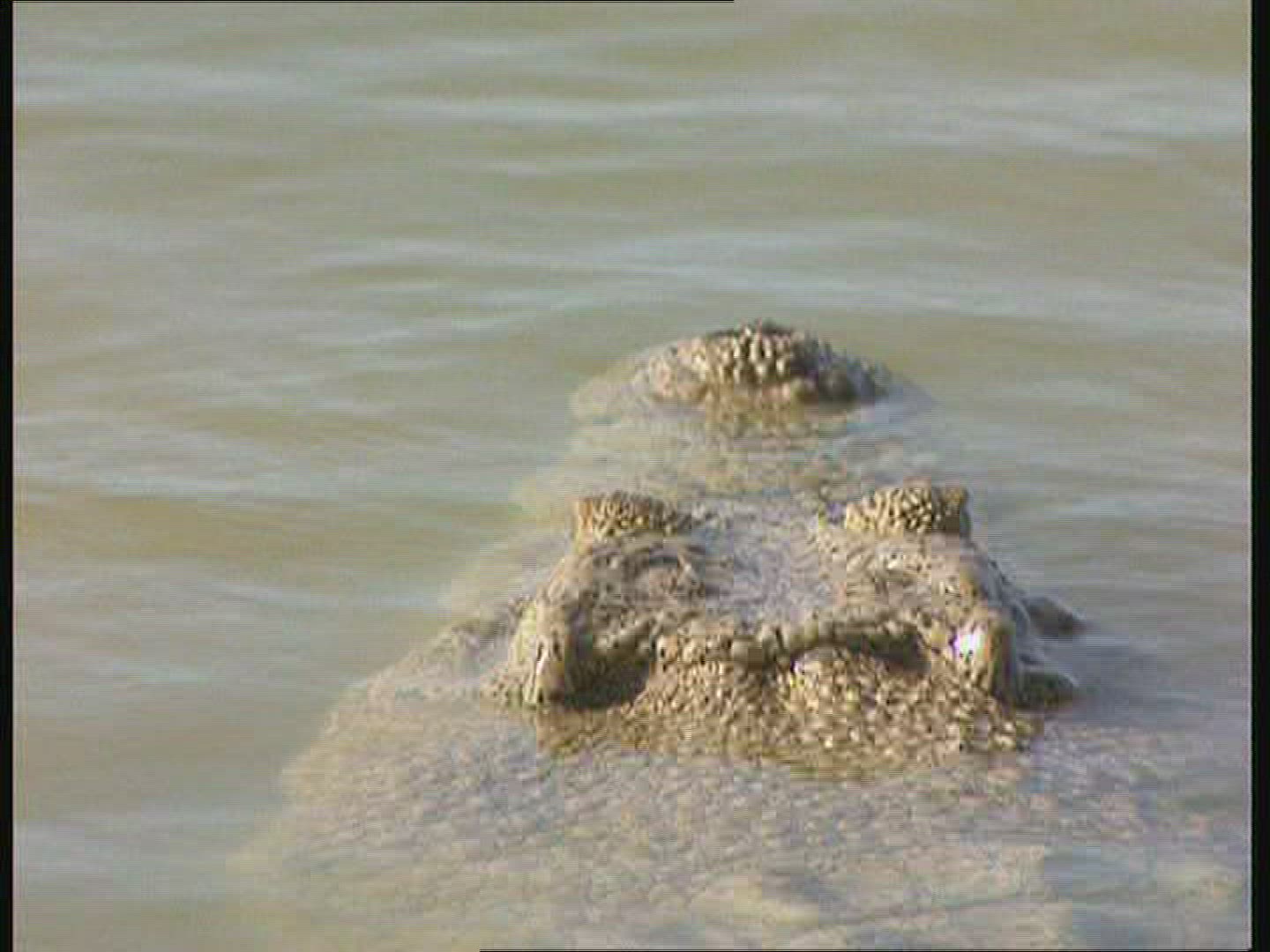 767199296 / Saltwater Crocodile / Body Part / Australia