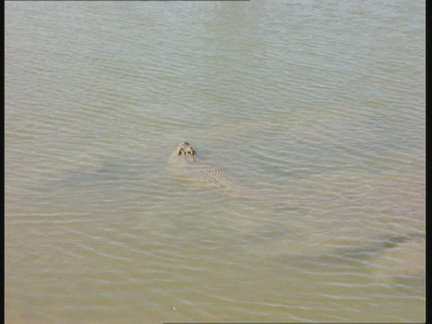 889703340 / Saltwater Crocodile / Australia