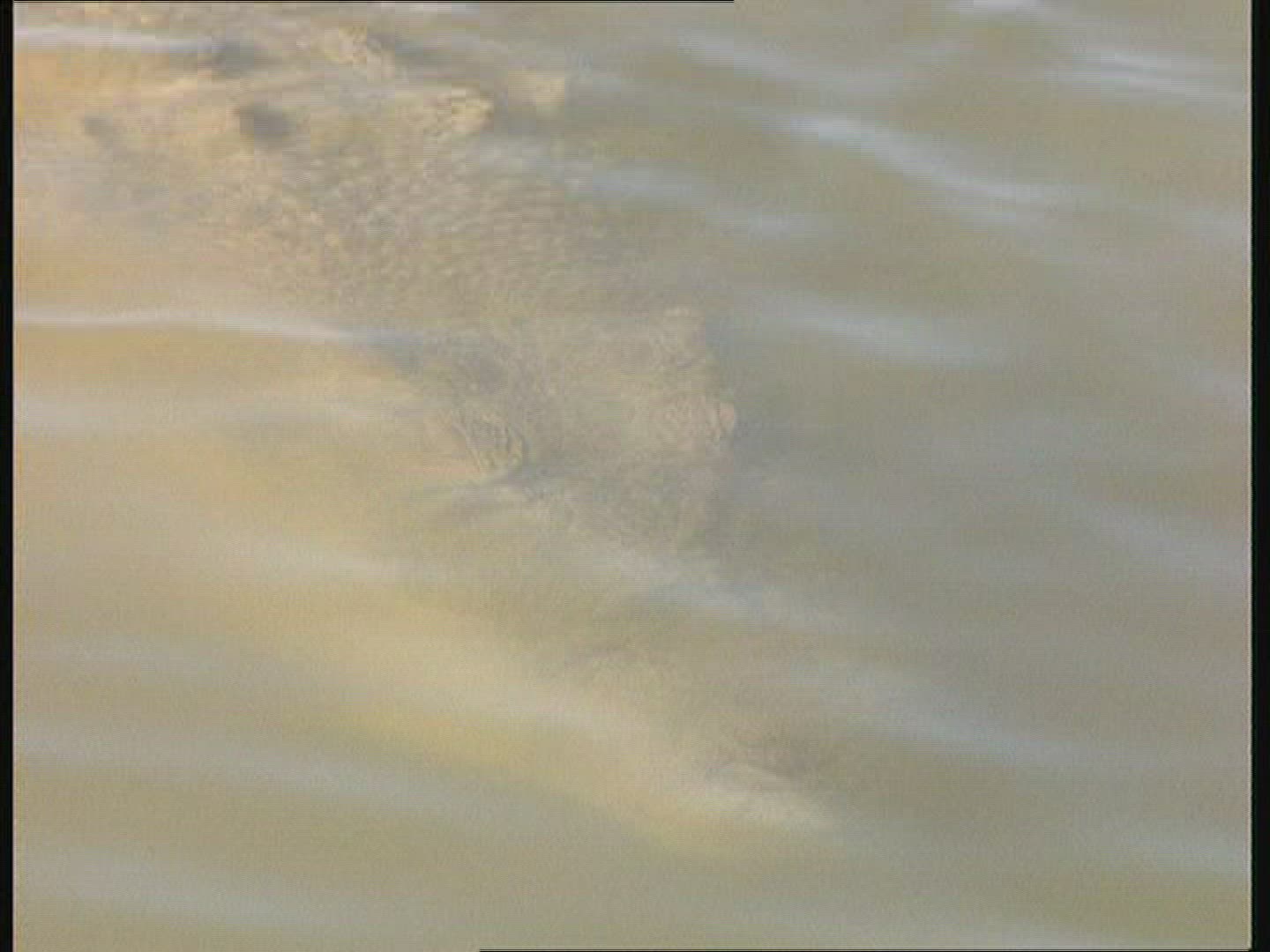310501611 / Saltwater Crocodile / Australia